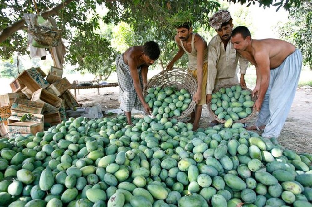 Alams Orchard Bulk Shipping